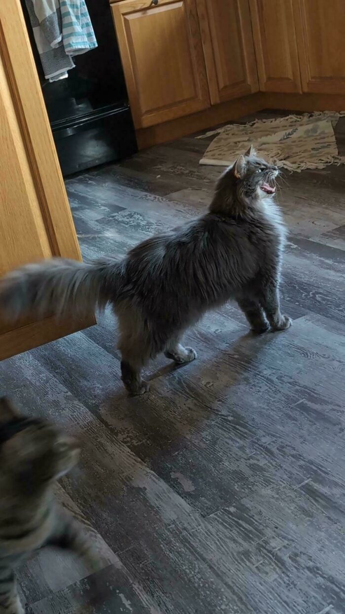 “Born To Scream!”: 93 Cats Who Couldn’t Keep Their Meows To Themselves (New Pics)