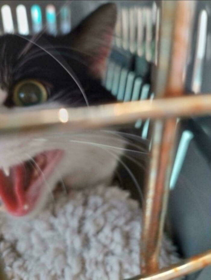 “Born To Scream!”: 93 Cats Who Couldn’t Keep Their Meows To Themselves (New Pics)
