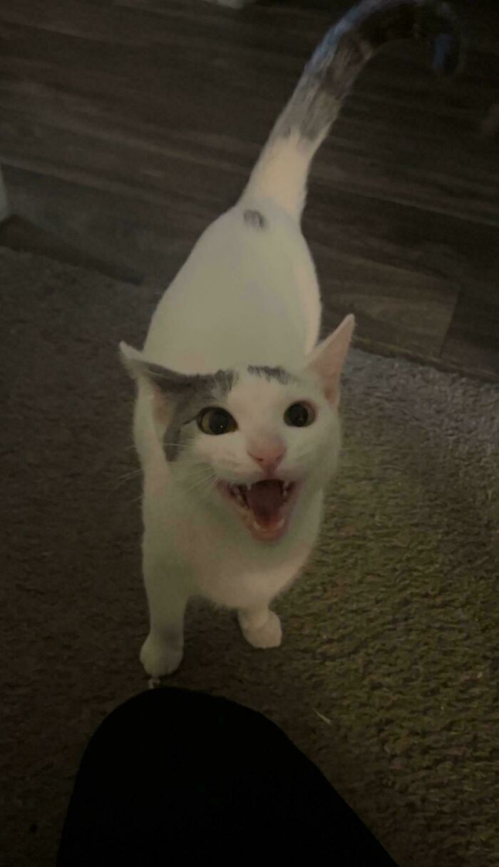 “Born To Scream!”: 93 Cats Who Couldn’t Keep Their Meows To Themselves (New Pics)