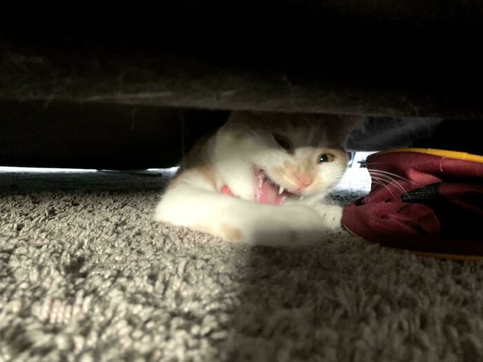 “Born To Scream!”: 93 Cats Who Couldn’t Keep Their Meows To Themselves (New Pics)