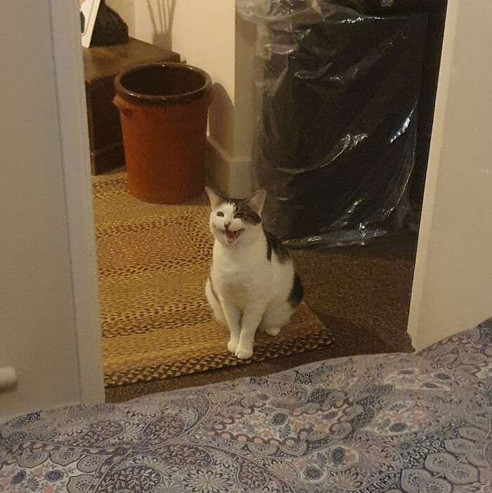 “Born To Scream!”: 93 Cats Who Couldn’t Keep Their Meows To Themselves (New Pics)