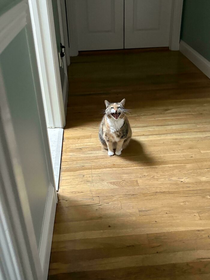 “Born To Scream!”: 93 Cats Who Couldn’t Keep Their Meows To Themselves (New Pics)