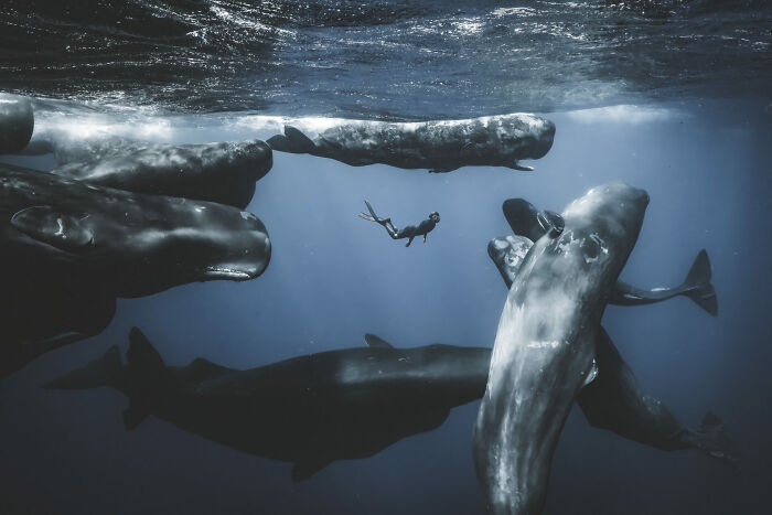 76 Stunning Images From The 2025 Ocean Photographer Of The Year Awards