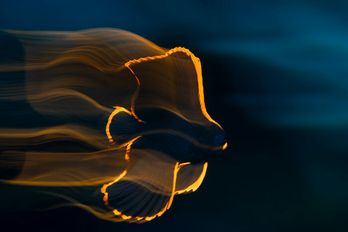 76 Stunning Images From The 2025 Ocean Photographer Of The Year Awards
