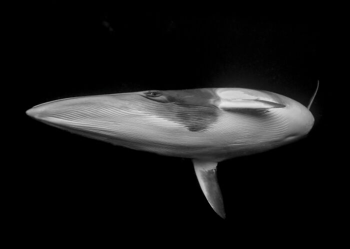 76 Stunning Images From The 2025 Ocean Photographer Of The Year Awards