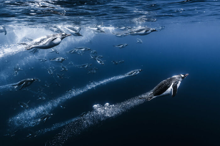 76 Stunning Images From The 2025 Ocean Photographer Of The Year Awards