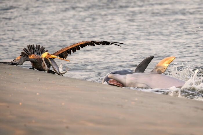 76 Stunning Images From The 2025 Ocean Photographer Of The Year Awards