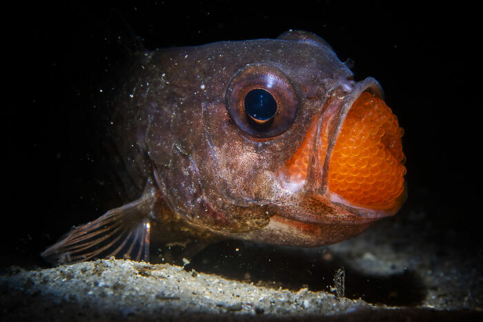 76 Stunning Images From The 2025 Ocean Photographer Of The Year Awards