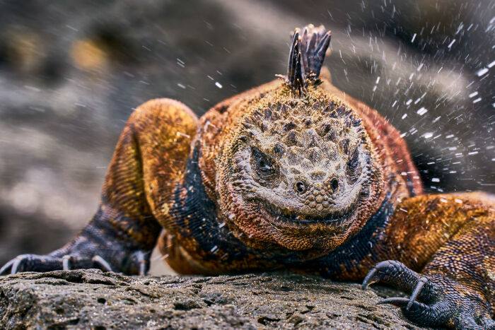 76 Stunning Images From The 2025 Ocean Photographer Of The Year Awards