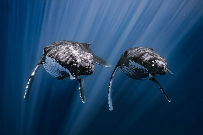 76 Stunning Images From The 2025 Ocean Photographer Of The Year Awards