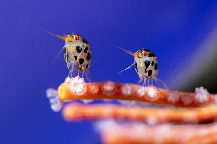 76 Stunning Images From The 2025 Ocean Photographer Of The Year Awards
