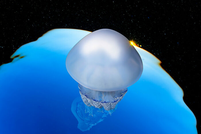 76 Stunning Images From The 2025 Ocean Photographer Of The Year Awards