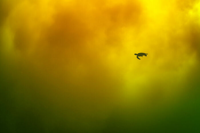 76 Stunning Images From The 2025 Ocean Photographer Of The Year Awards