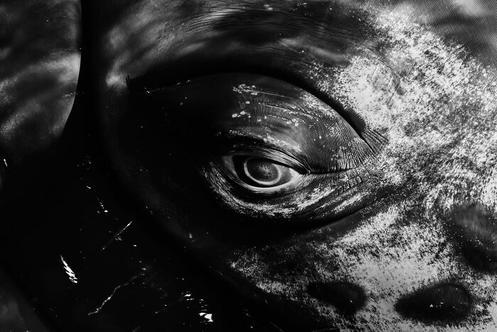 76 Stunning Images From The 2025 Ocean Photographer Of The Year Awards