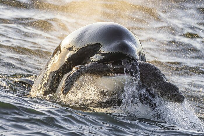 76 Stunning Images From The 2025 Ocean Photographer Of The Year Awards