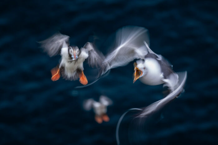 76 Stunning Images From The 2025 Ocean Photographer Of The Year Awards