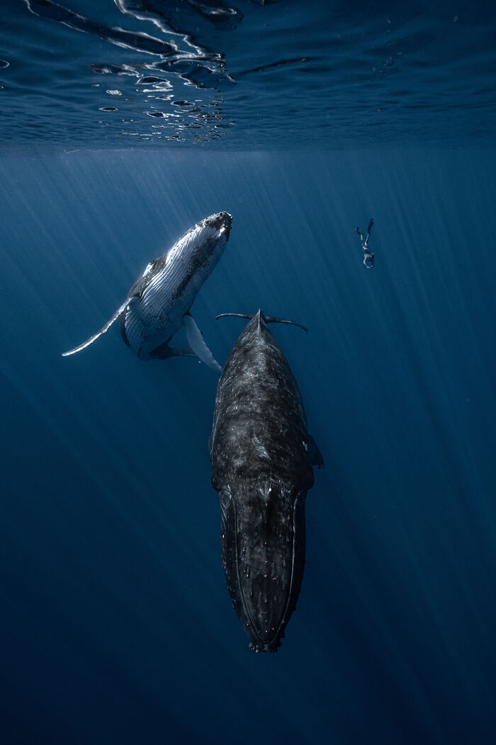 76 Stunning Images From The 2025 Ocean Photographer Of The Year Awards