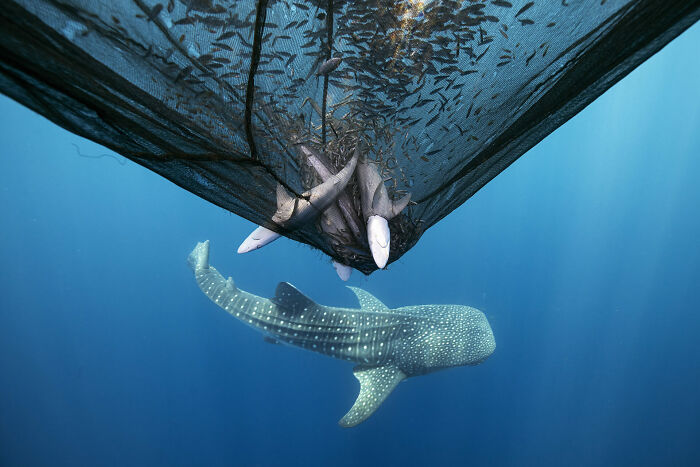 76 Stunning Images From The 2025 Ocean Photographer Of The Year Awards