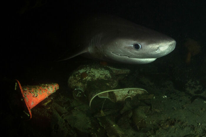 76 Stunning Images From The 2025 Ocean Photographer Of The Year Awards