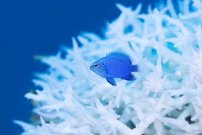 76 Stunning Images From The 2025 Ocean Photographer Of The Year Awards