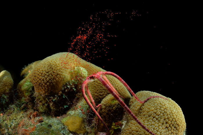 76 Stunning Images From The 2025 Ocean Photographer Of The Year Awards