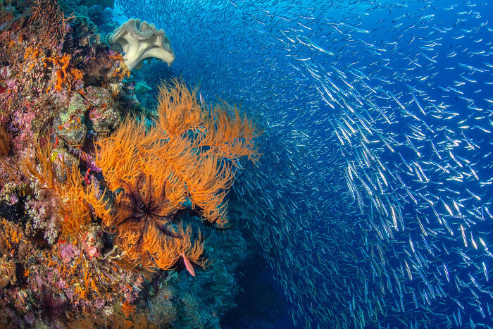 76 Stunning Images From The 2025 Ocean Photographer Of The Year Awards