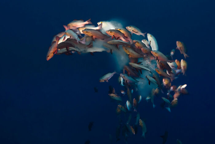 76 Stunning Images From The 2025 Ocean Photographer Of The Year Awards