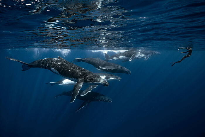 76 Stunning Images From The 2025 Ocean Photographer Of The Year Awards