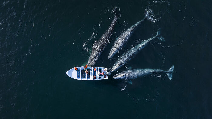 76 Stunning Images From The 2025 Ocean Photographer Of The Year Awards