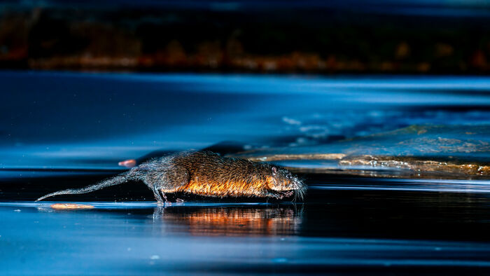 76 Stunning Images From The 2025 Ocean Photographer Of The Year Awards