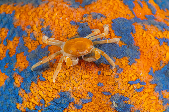 76 Stunning Images From The 2025 Ocean Photographer Of The Year Awards