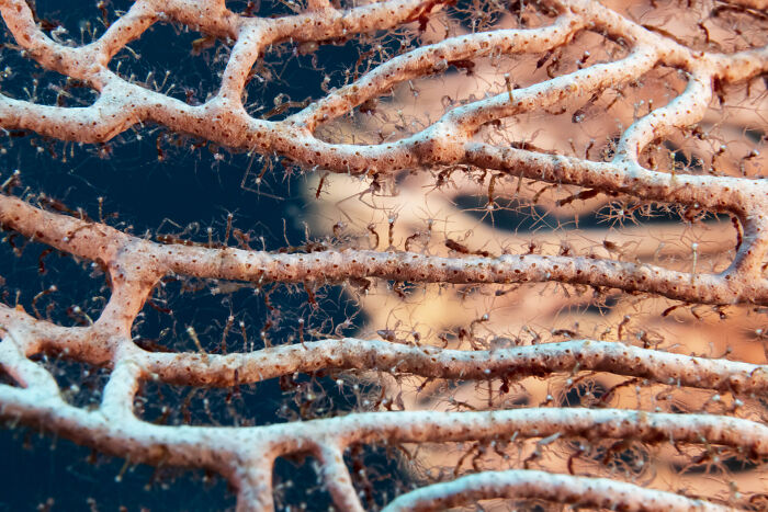 76 Stunning Images From The 2025 Ocean Photographer Of The Year Awards
