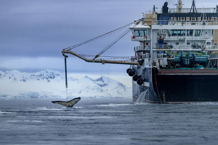 76 Stunning Images From The 2025 Ocean Photographer Of The Year Awards