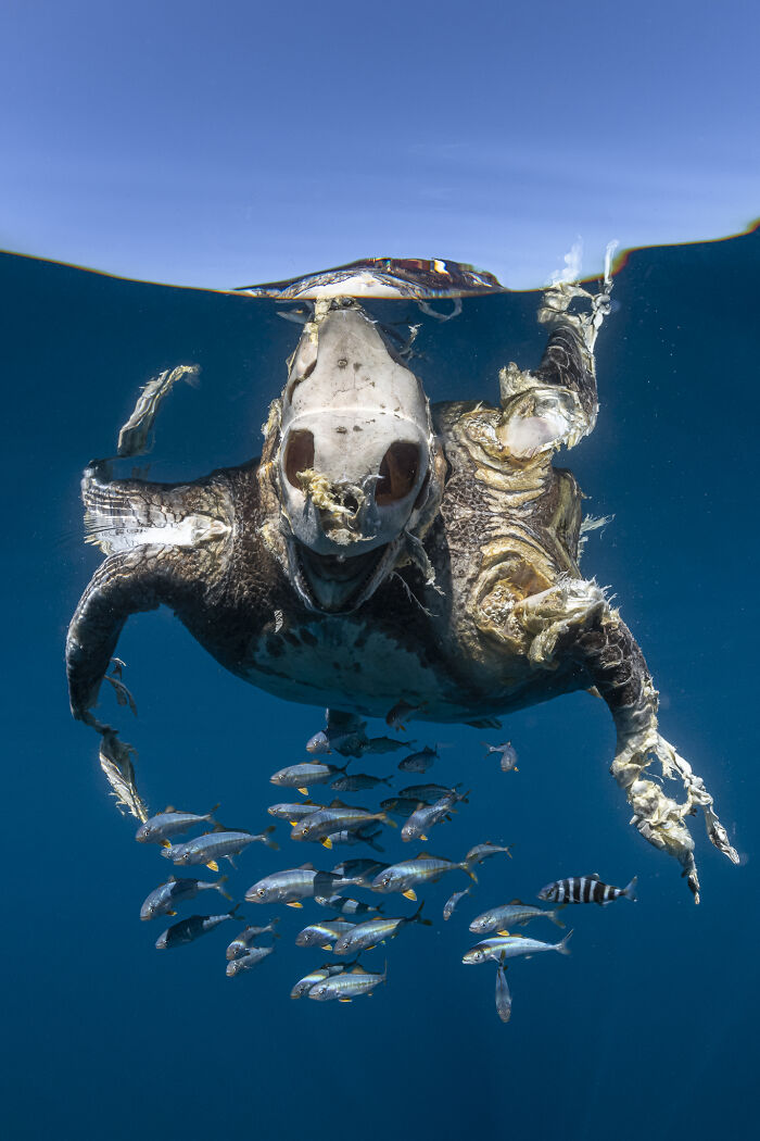 76 Stunning Images From The 2025 Ocean Photographer Of The Year Awards