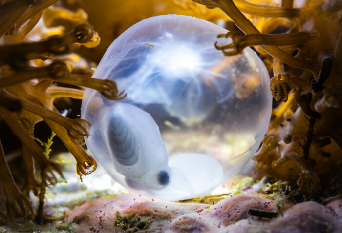 76 Stunning Images From The 2025 Ocean Photographer Of The Year Awards