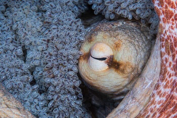 76 Stunning Images From The 2025 Ocean Photographer Of The Year Awards