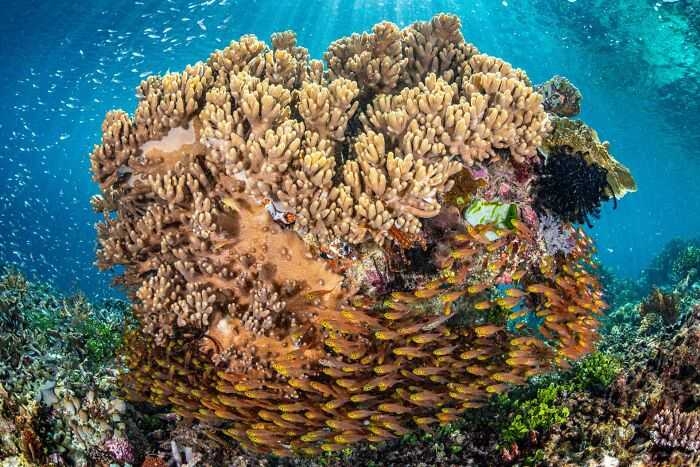 76 Stunning Images From The 2025 Ocean Photographer Of The Year Awards