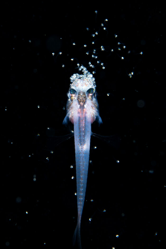 76 Stunning Images From The 2025 Ocean Photographer Of The Year Awards