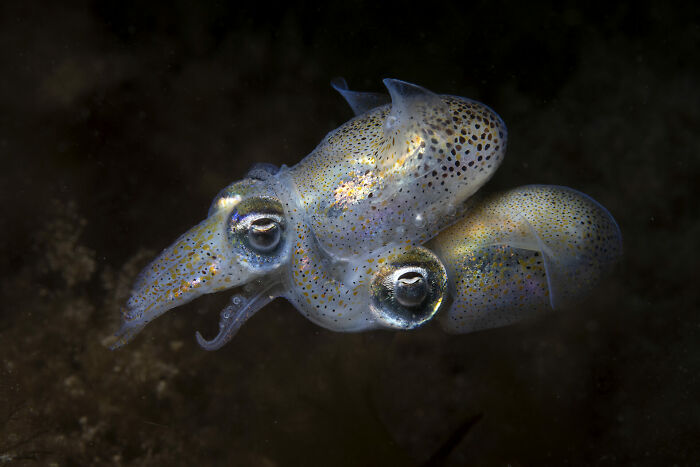 76 Stunning Images From The 2025 Ocean Photographer Of The Year Awards
