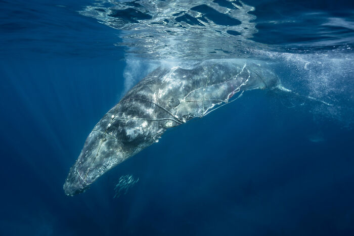 76 Stunning Images From The 2025 Ocean Photographer Of The Year Awards