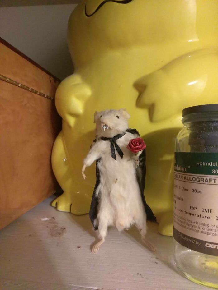 “I Took A Hand Sanitizer Bath Afterwards”: 73 Bizarre Things People Found Inside Strangers’ Houses