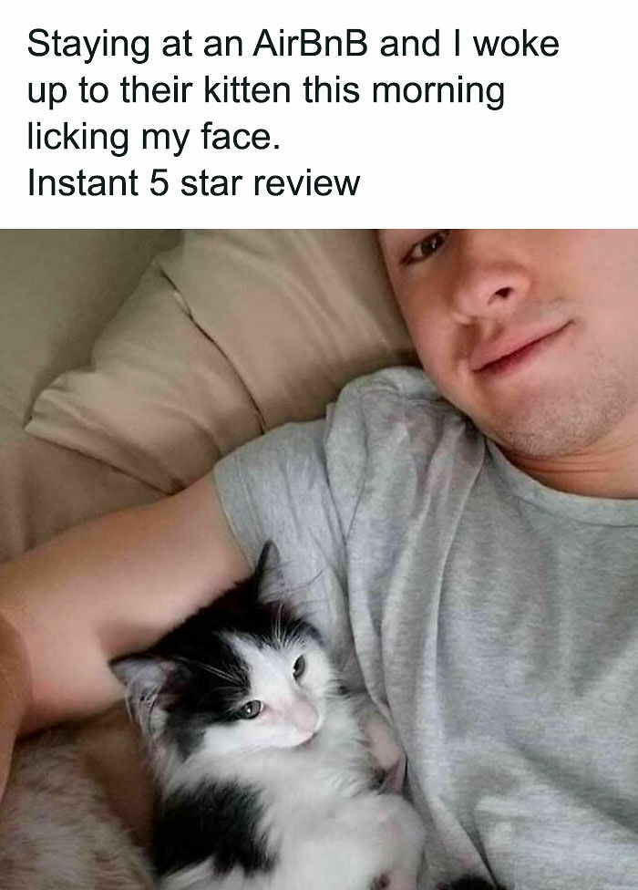 77 Cute And Funny Cat Memes To Look At Instead Of Dealing With Your Problems