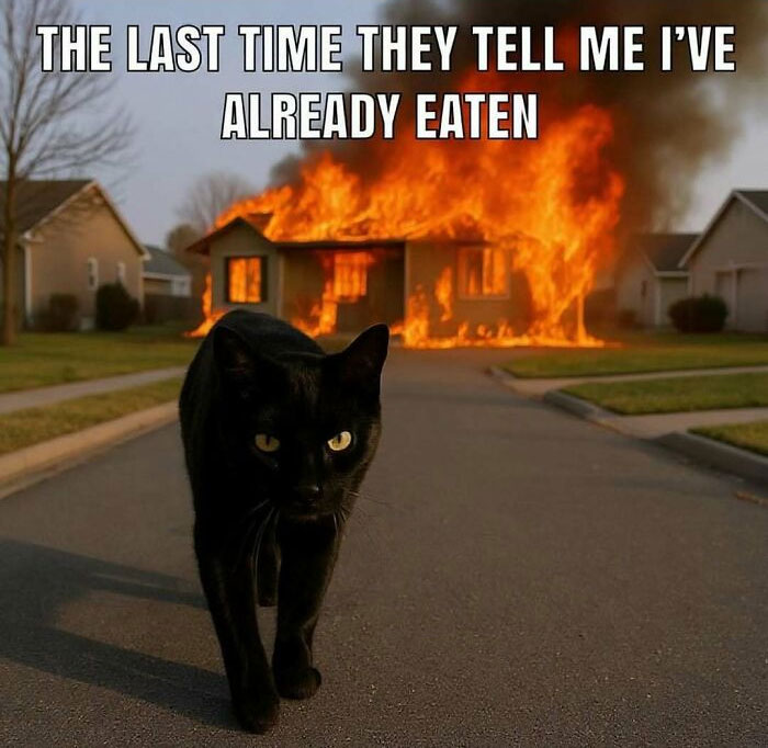 77 Cute And Funny Cat Memes To Look At Instead Of Dealing With Your Problems