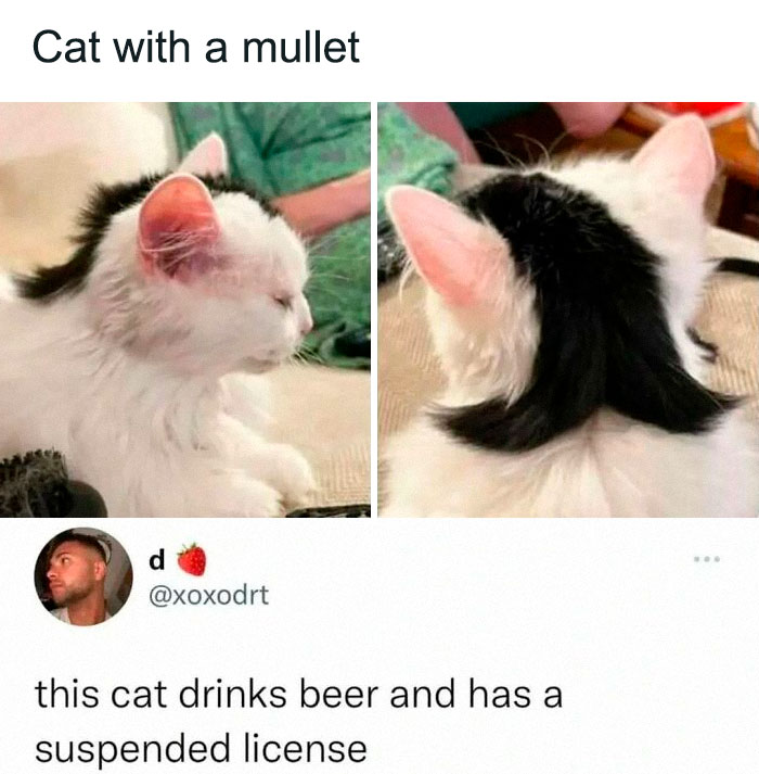 77 Cute And Funny Cat Memes To Look At Instead Of Dealing With Your Problems