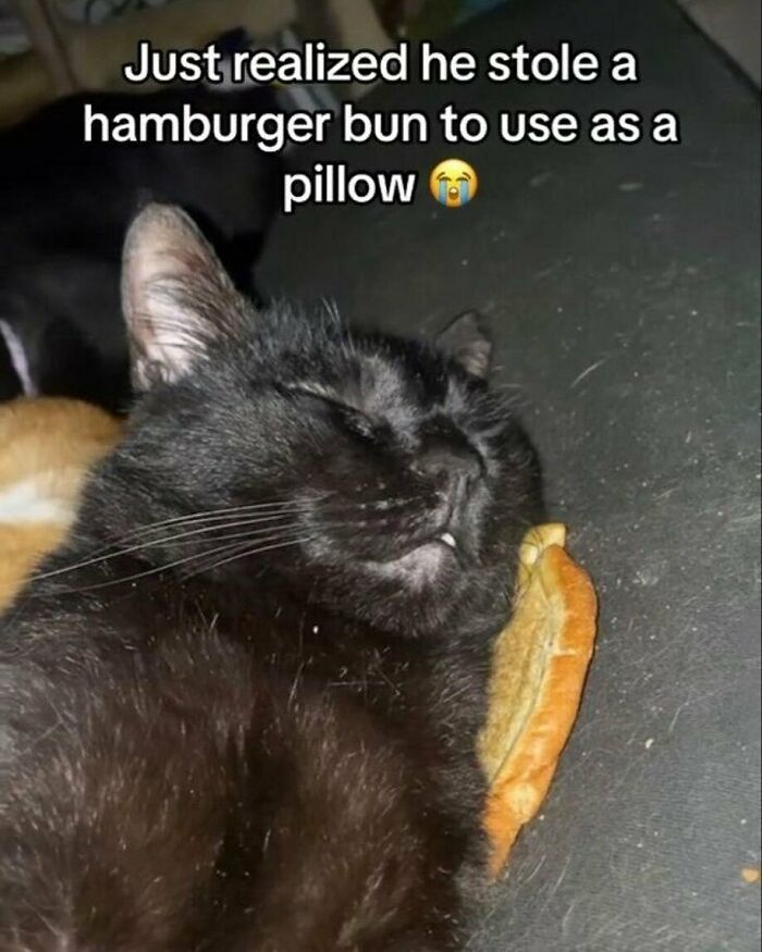 77 Cute And Funny Cat Memes To Look At Instead Of Dealing With Your Problems