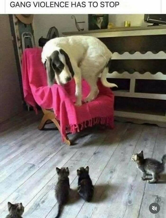 77 Cute And Funny Cat Memes To Look At Instead Of Dealing With Your Problems