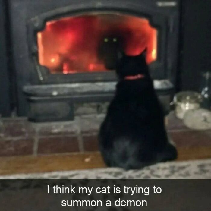 77 Cute And Funny Cat Memes To Look At Instead Of Dealing With Your Problems