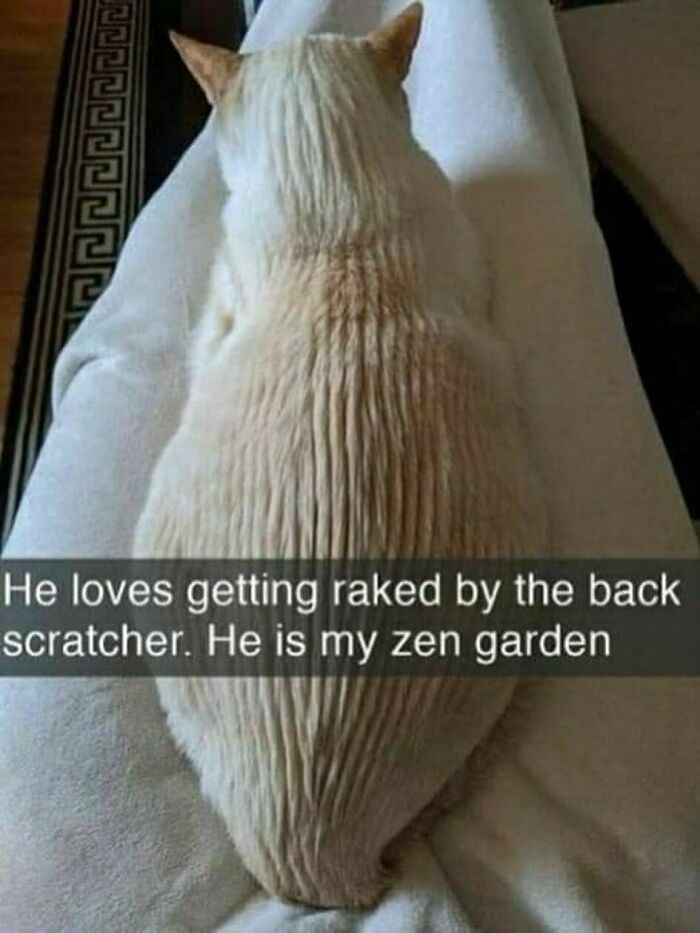 77 Cute And Funny Cat Memes To Look At Instead Of Dealing With Your Problems