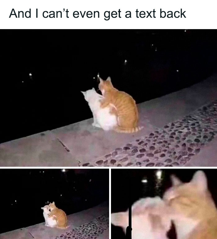77 Cute And Funny Cat Memes To Look At Instead Of Dealing With Your Problems