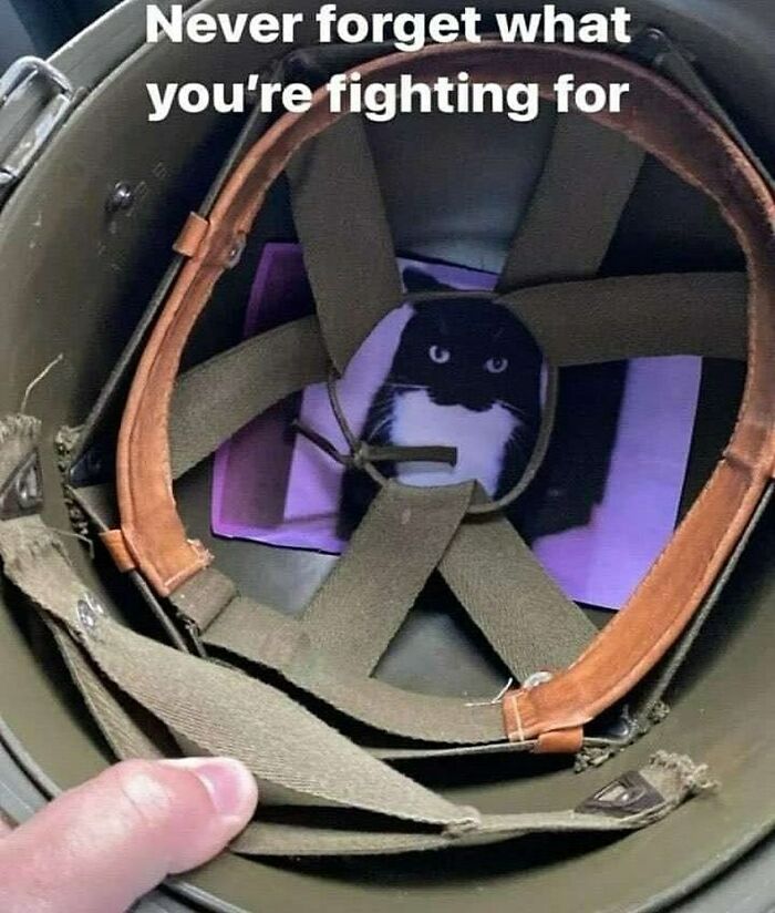 77 Cute And Funny Cat Memes To Look At Instead Of Dealing With Your Problems